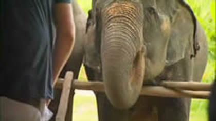 Elephant Conservation