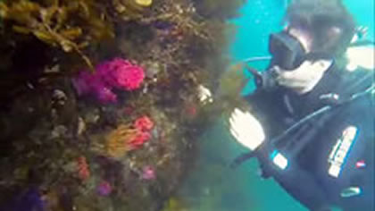 Scuba Diving
