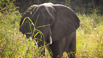 Maputo Special Reserve