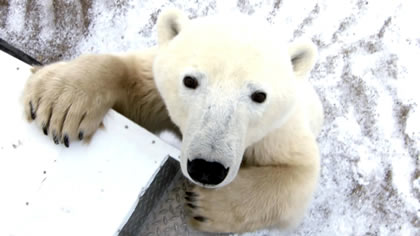 Best of Explore – Polar Bear Hunting